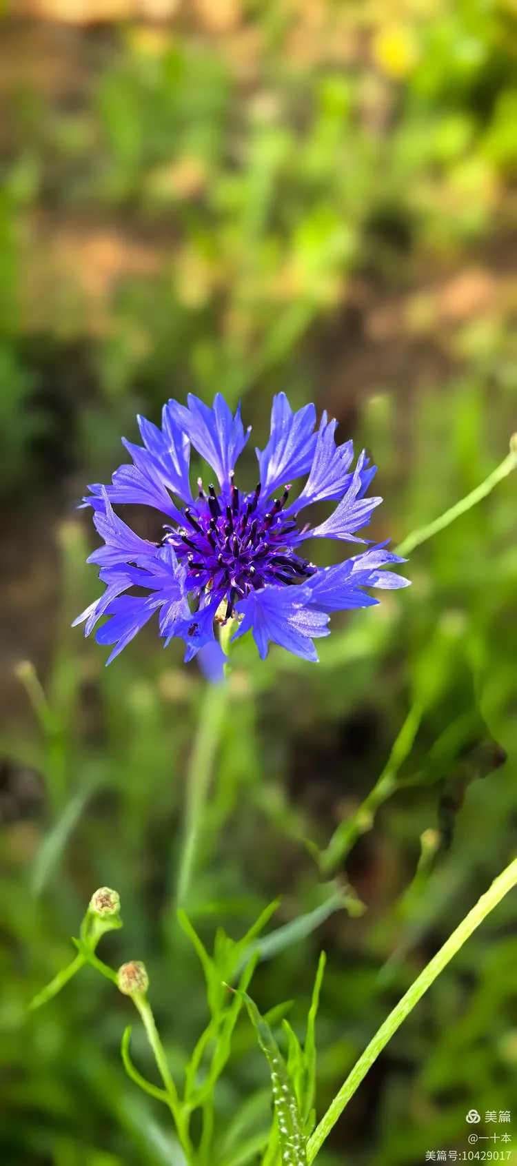 朝阳下的小蓟花